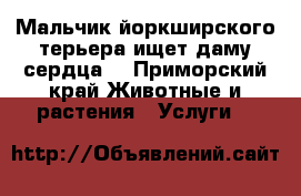 Мальчик йоркширского терьера ищет даму сердца  - Приморский край Животные и растения » Услуги   